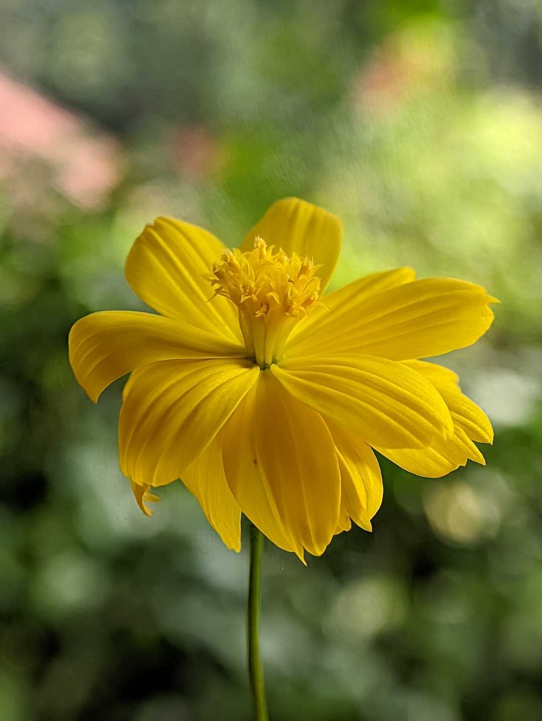 Amur adonis