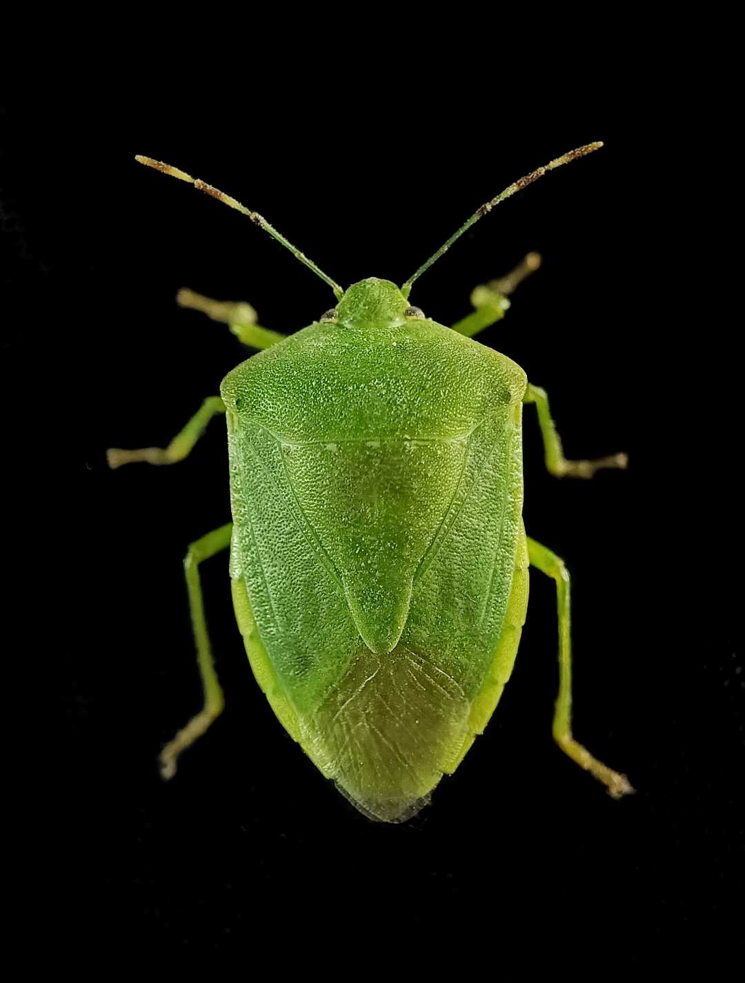 The green stink bug or green soldier bug (Chinavia hilaris) 