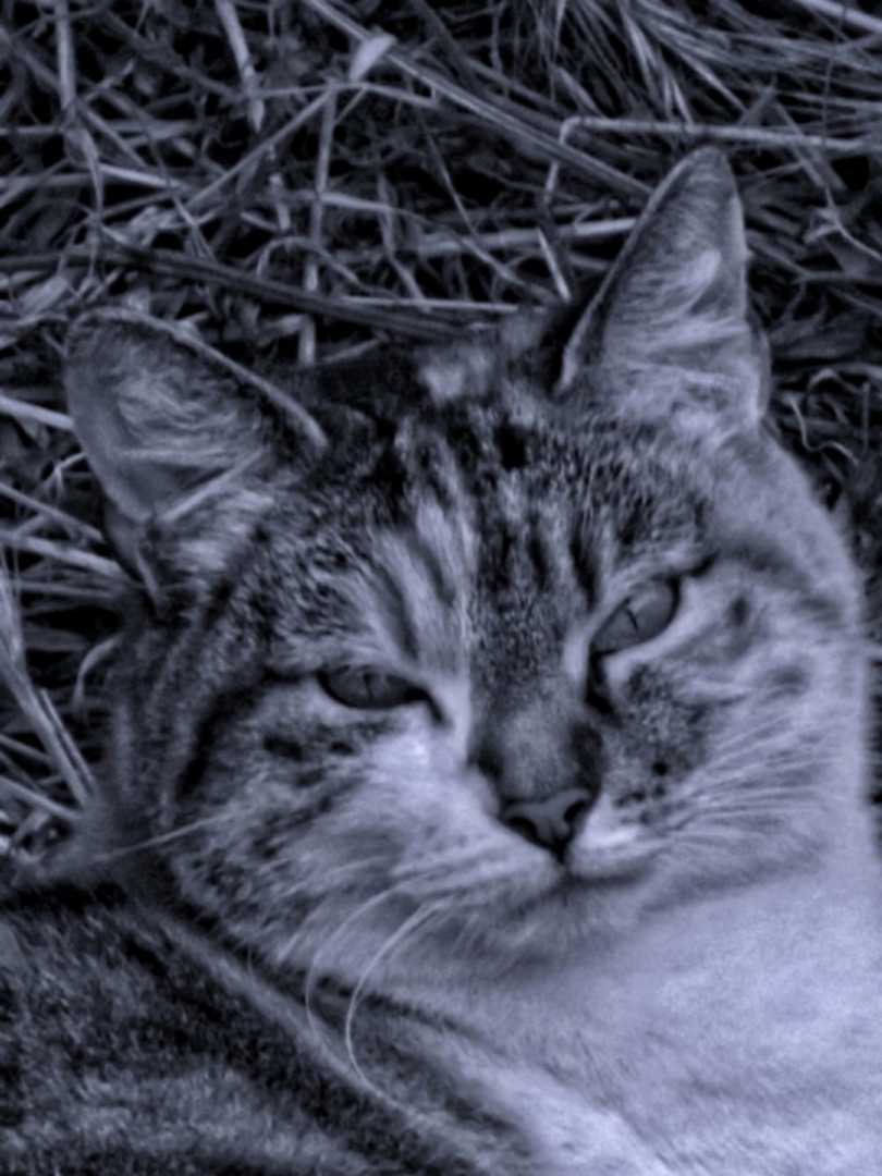 La Mirada