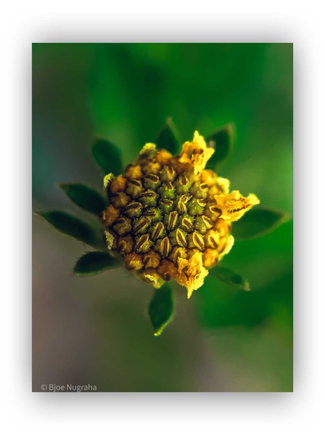 Bidens