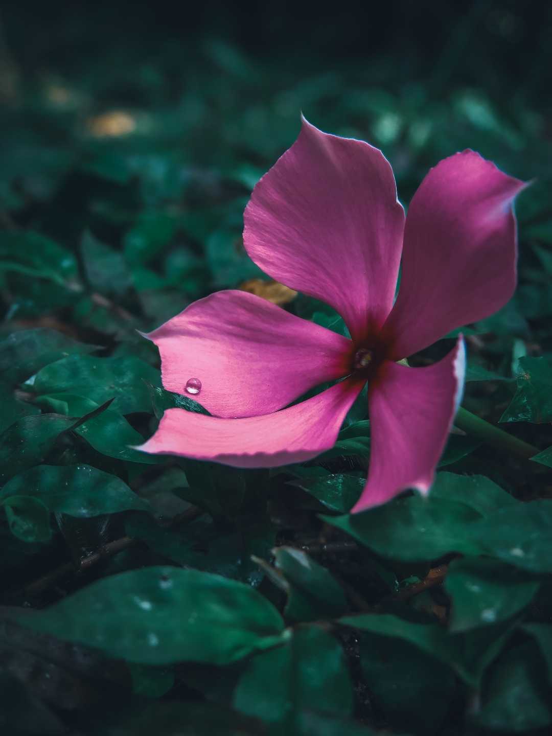 Pink Vinca flower