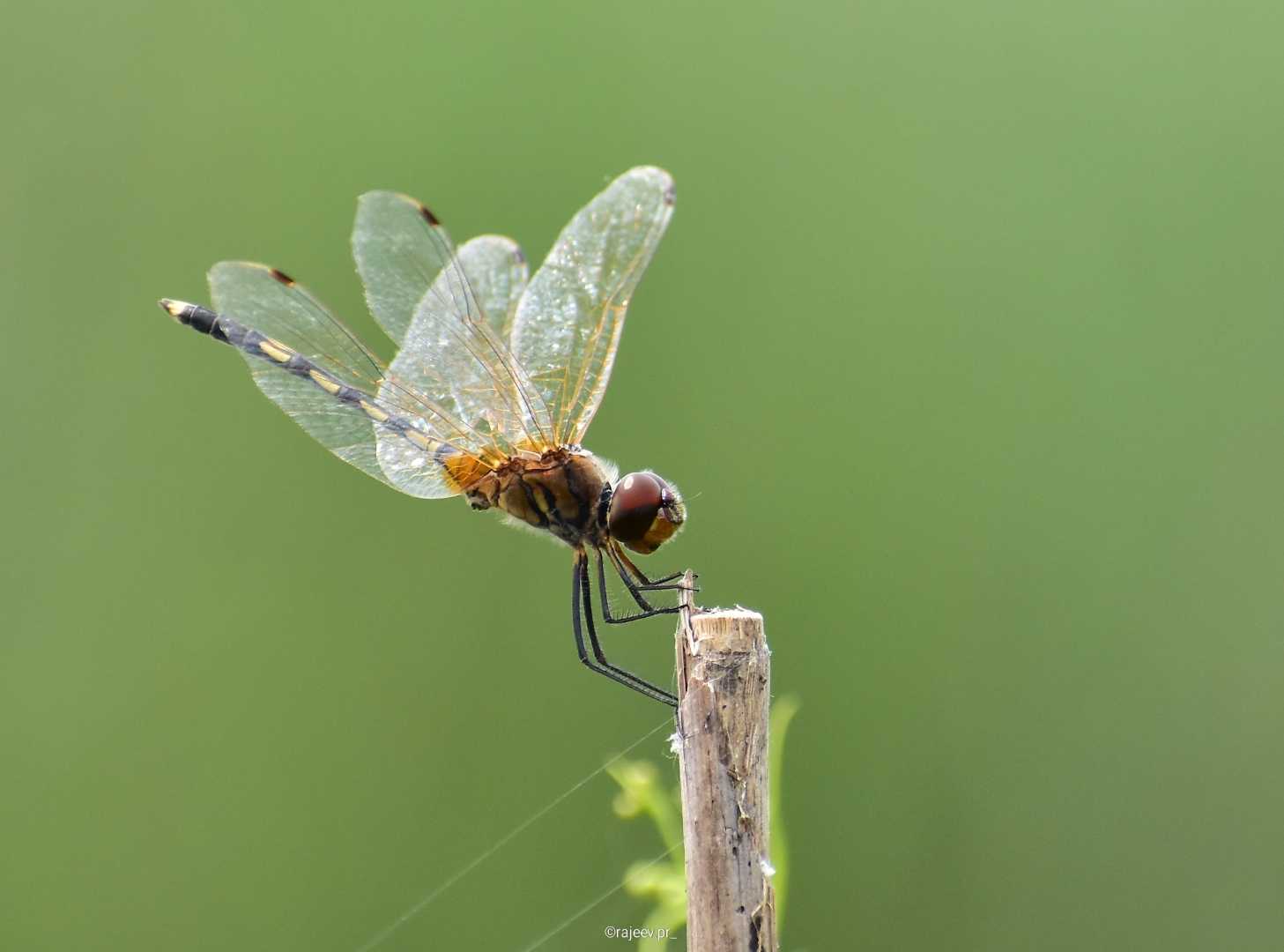 Green and clean dragonflies 