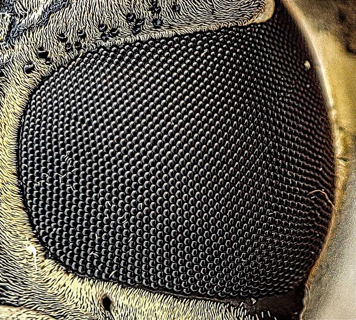 Eye closeup