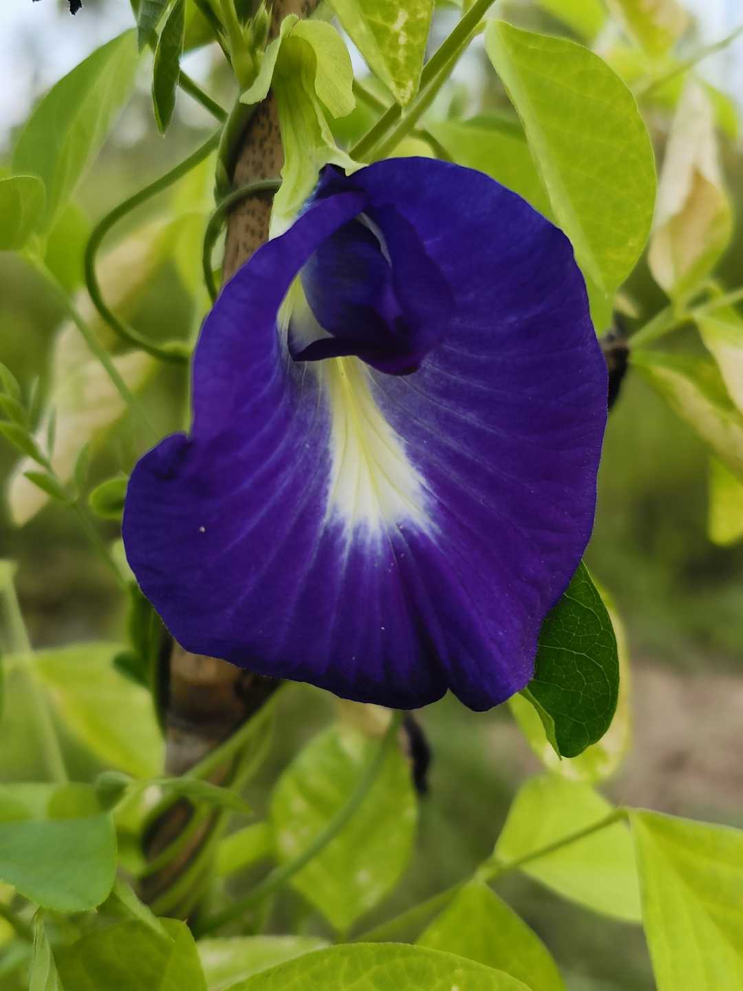 bunga telang