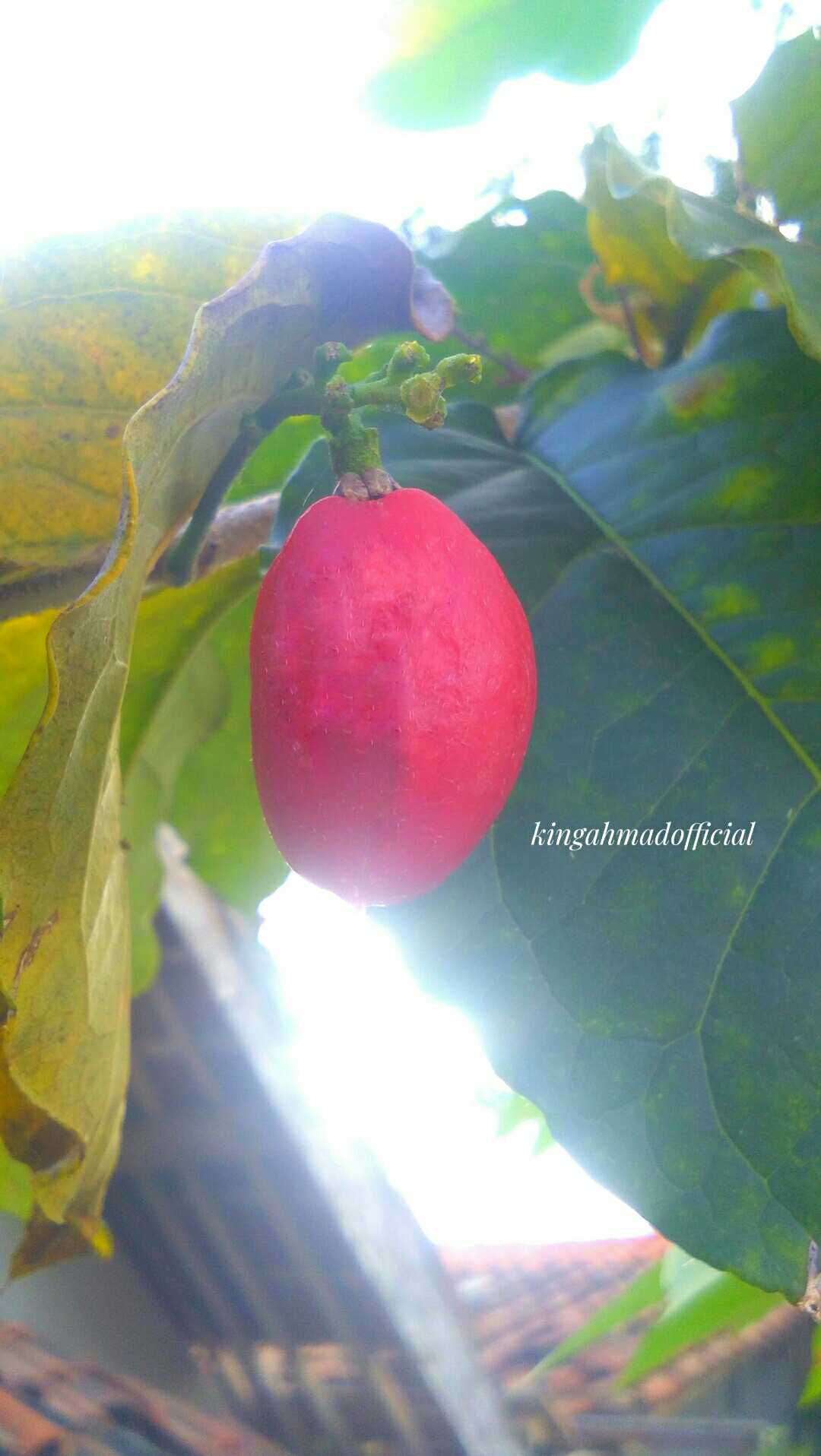 KACANG AMAZONE