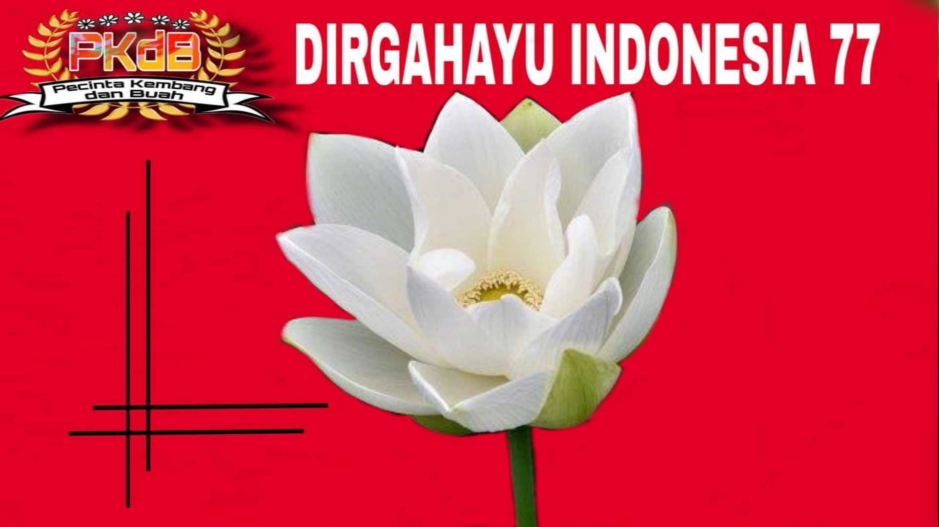 Teratai Putih