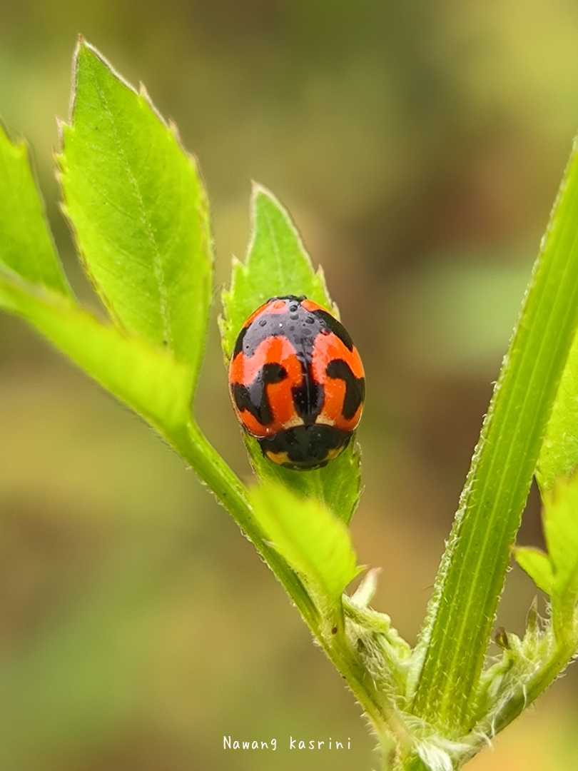 Ladybugs