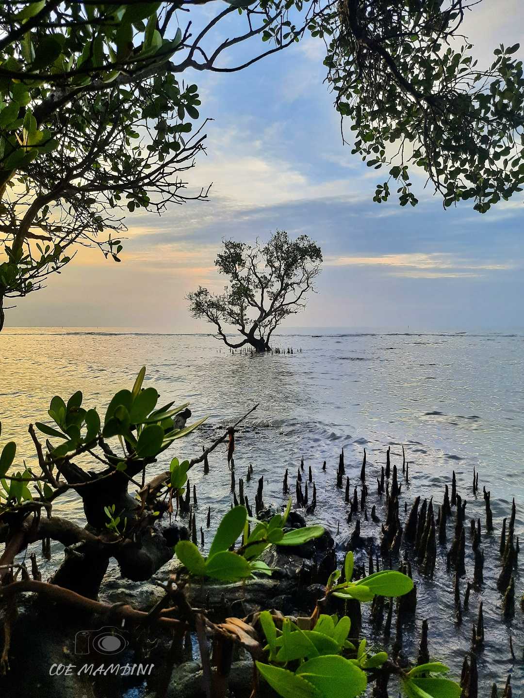 pohon jomblo 