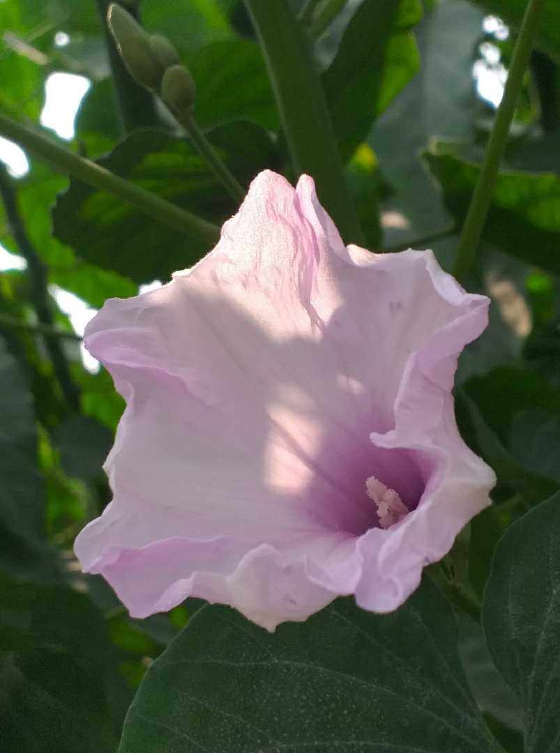 Krangkungan 