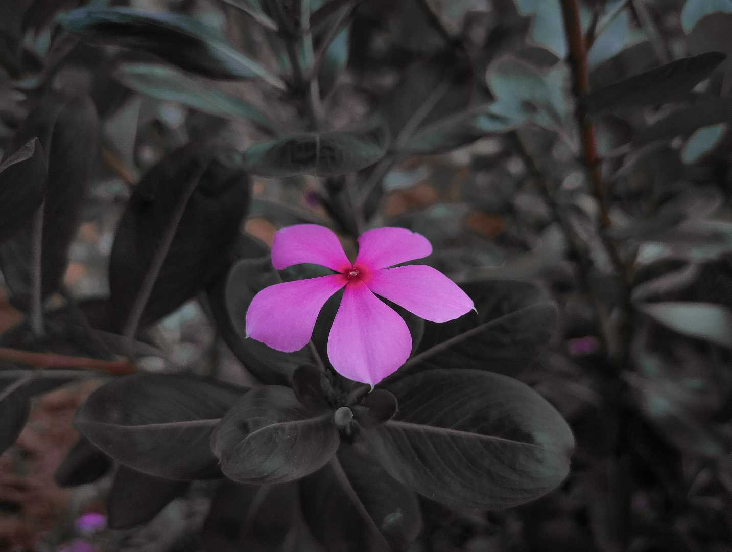 Another piece from my Garden 📸