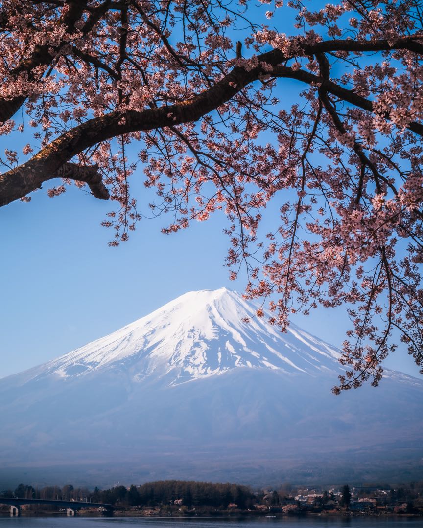 mount fuji with sakura