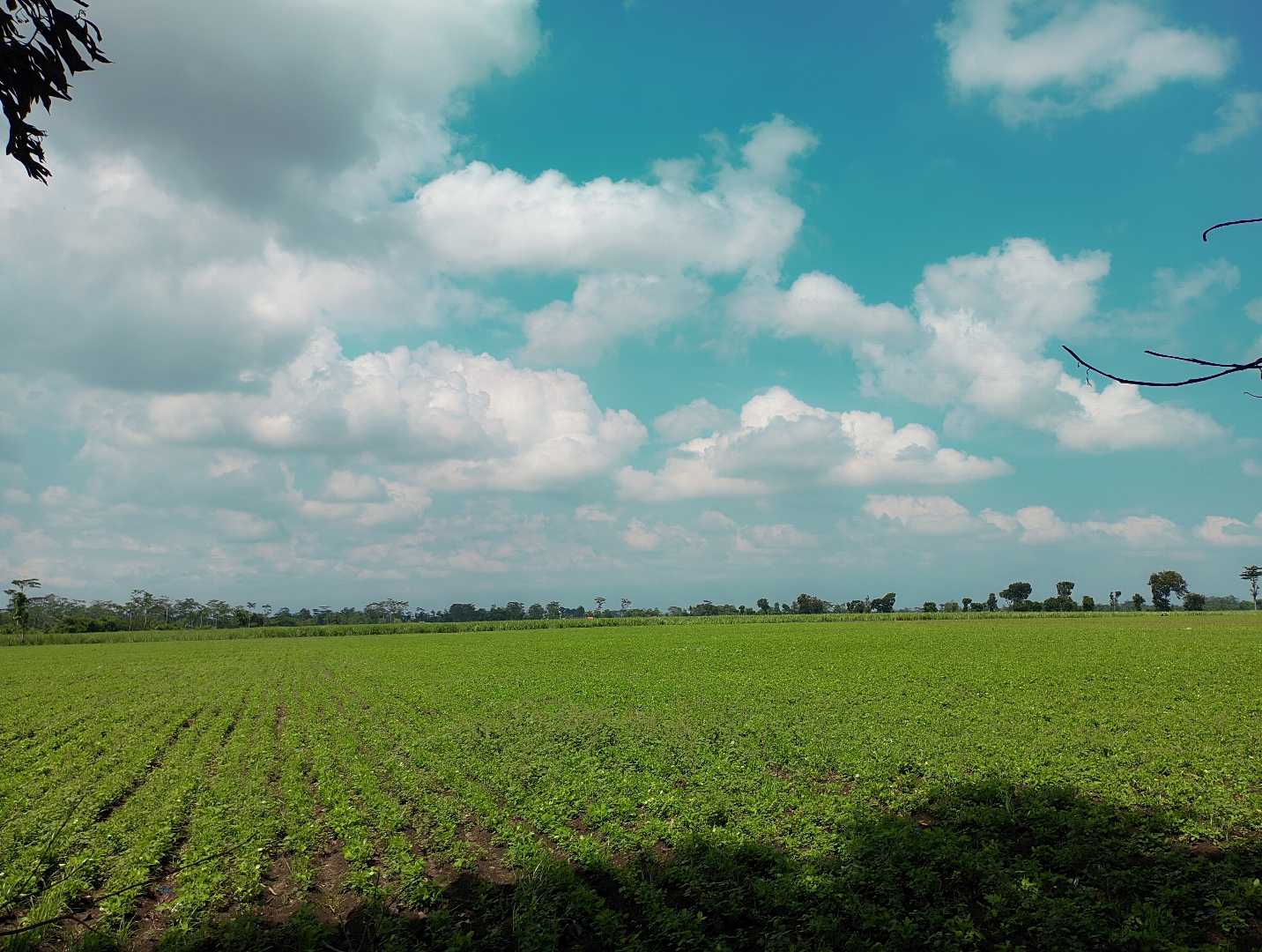 pemandangan hamparan sawah