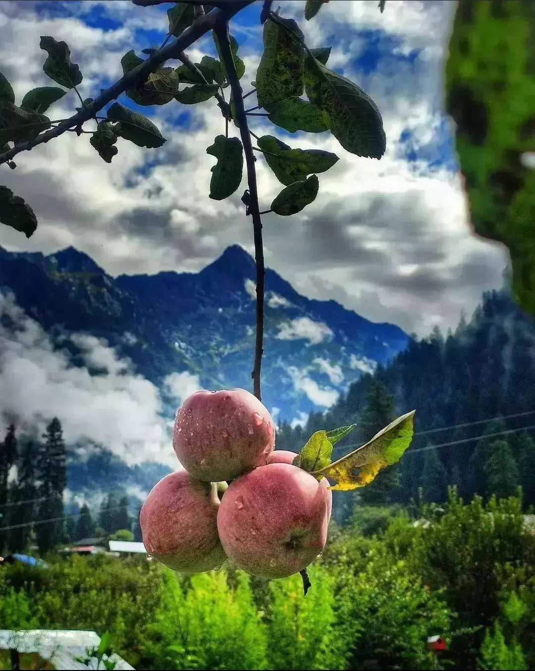 HIMACHALI APPLES