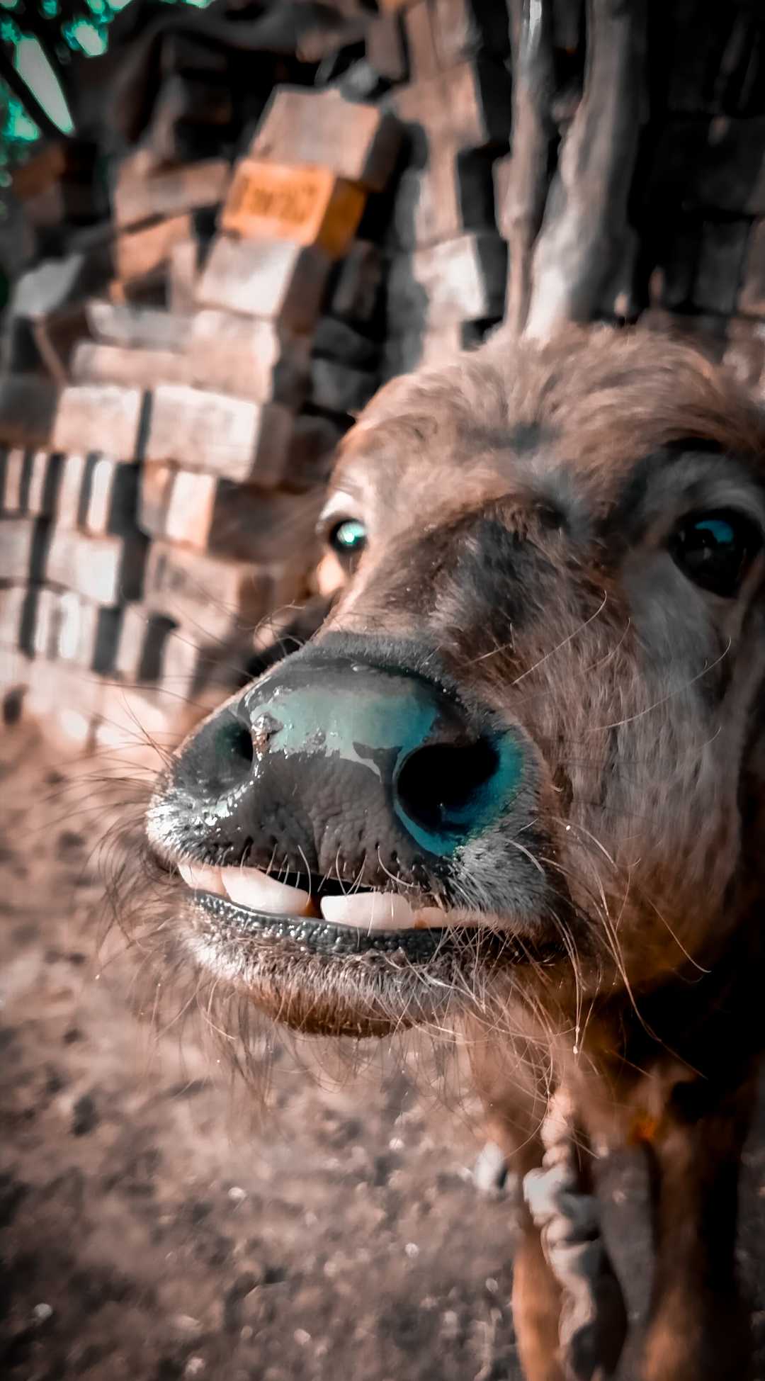 cow