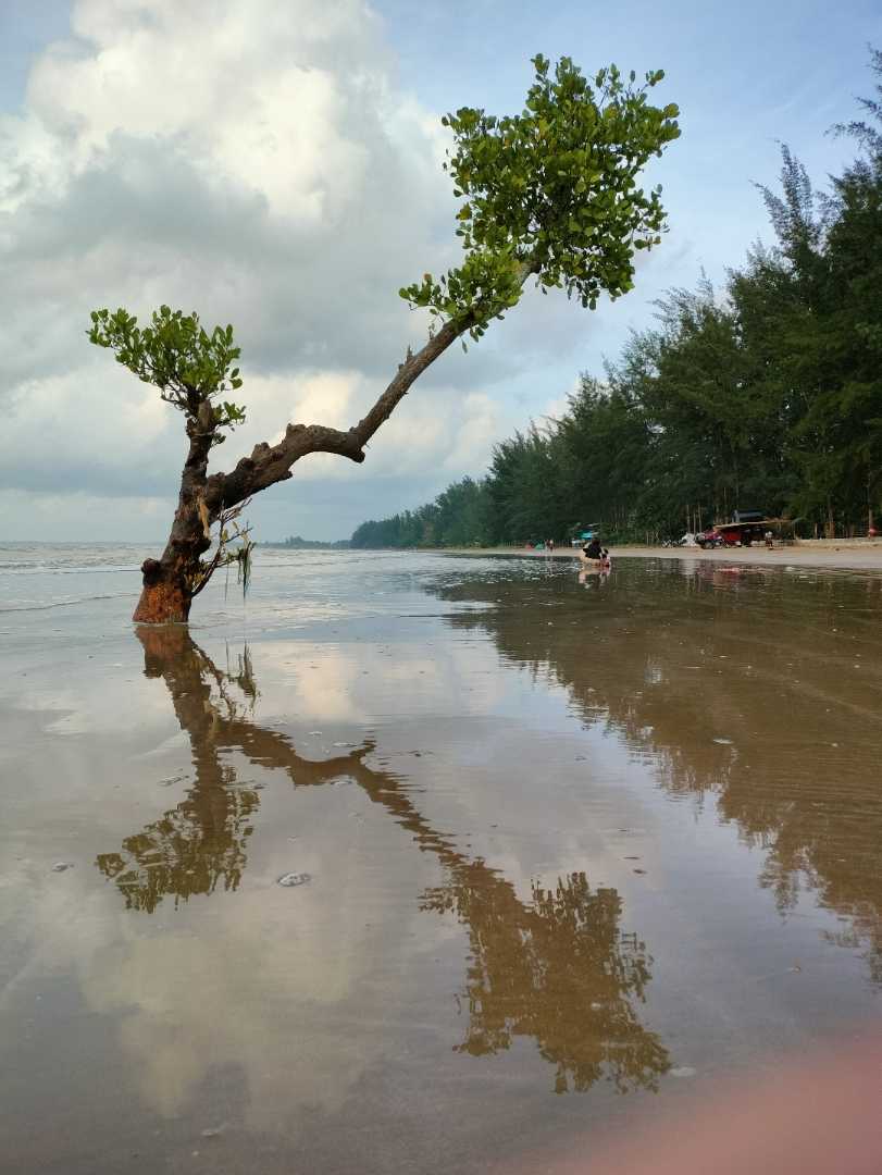 Pohon mangrove Pantai Ambalat