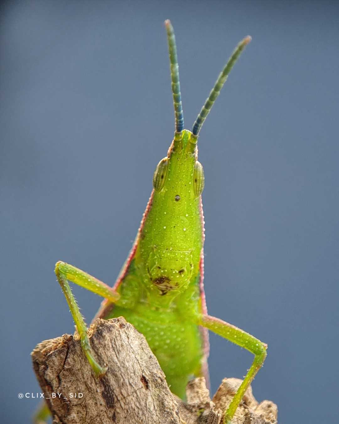 Grasshopper