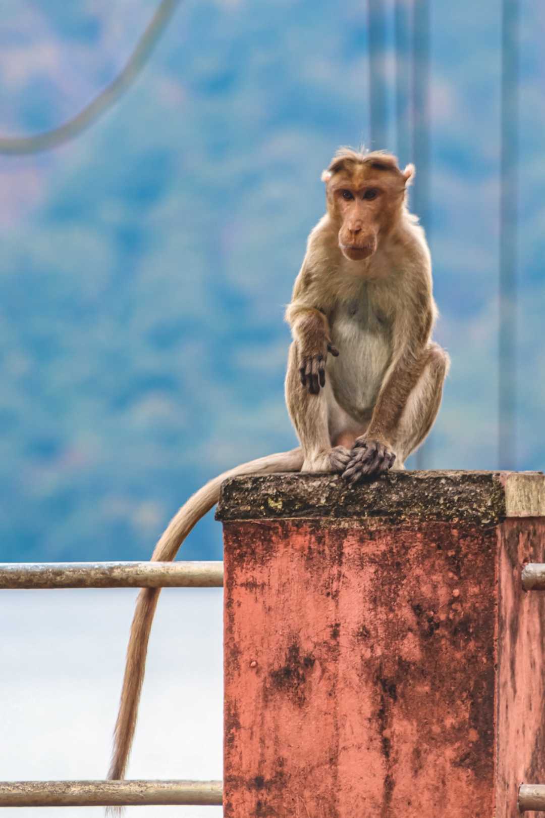 Rhesus Macaque