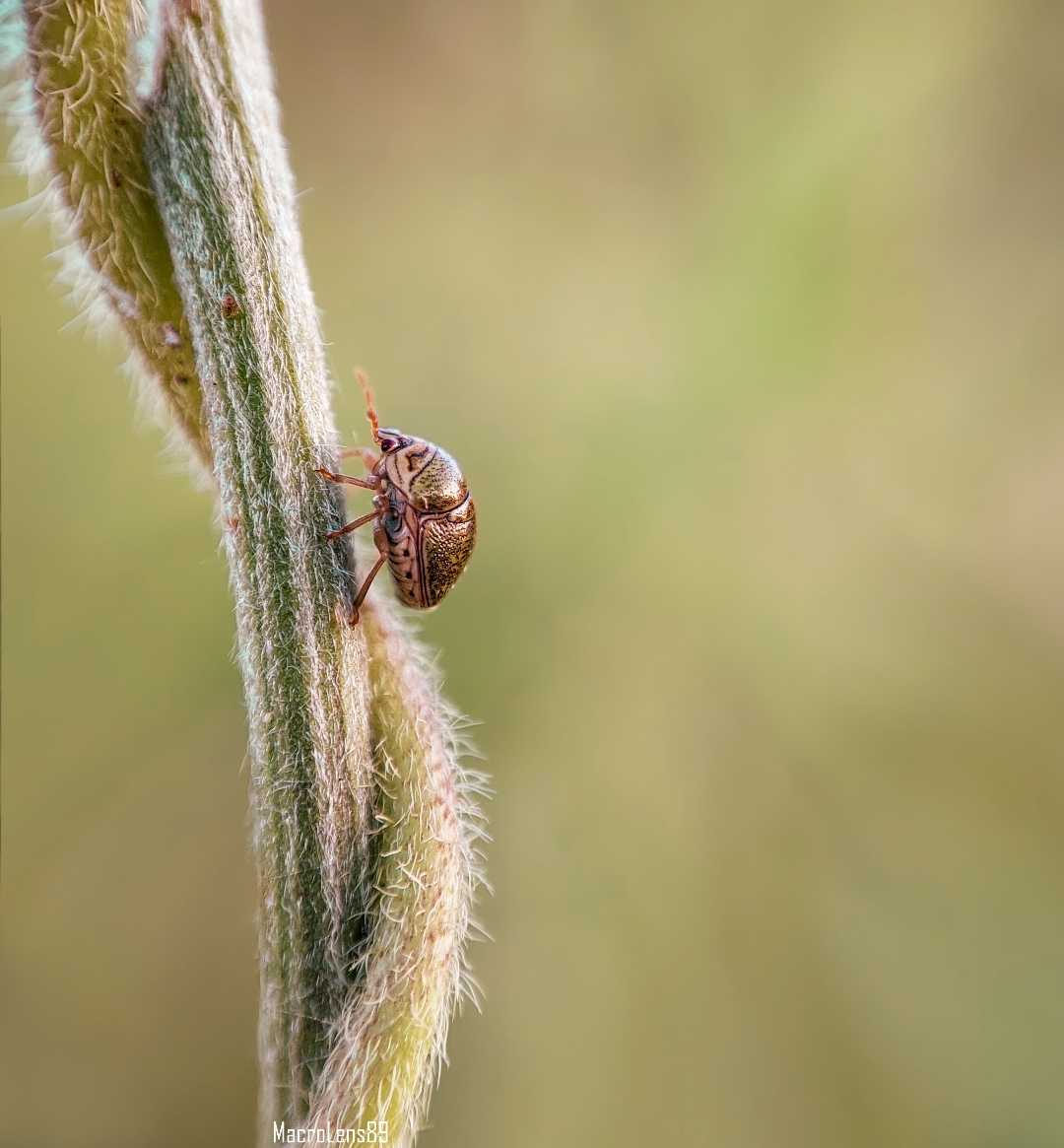 Megacopta Cribraria