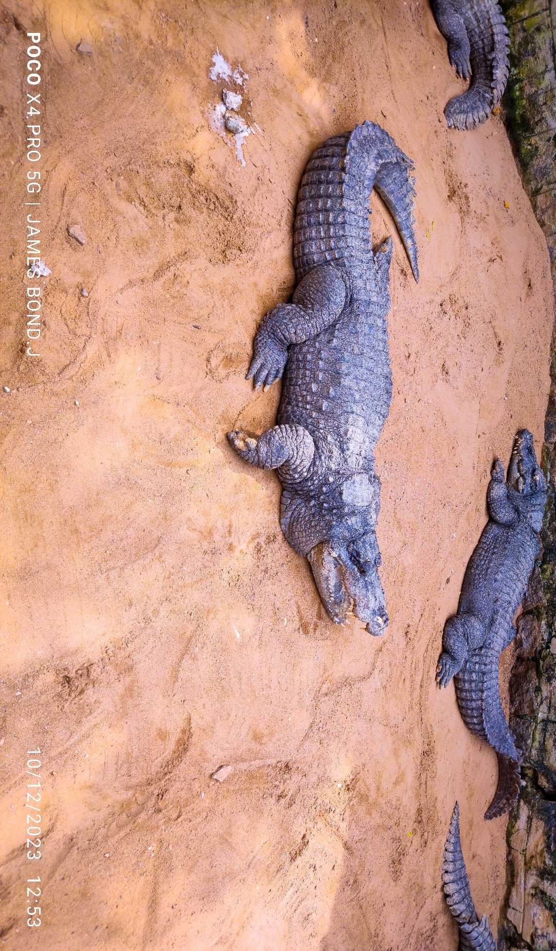 Crocodile Bank .🐊🐊🐊