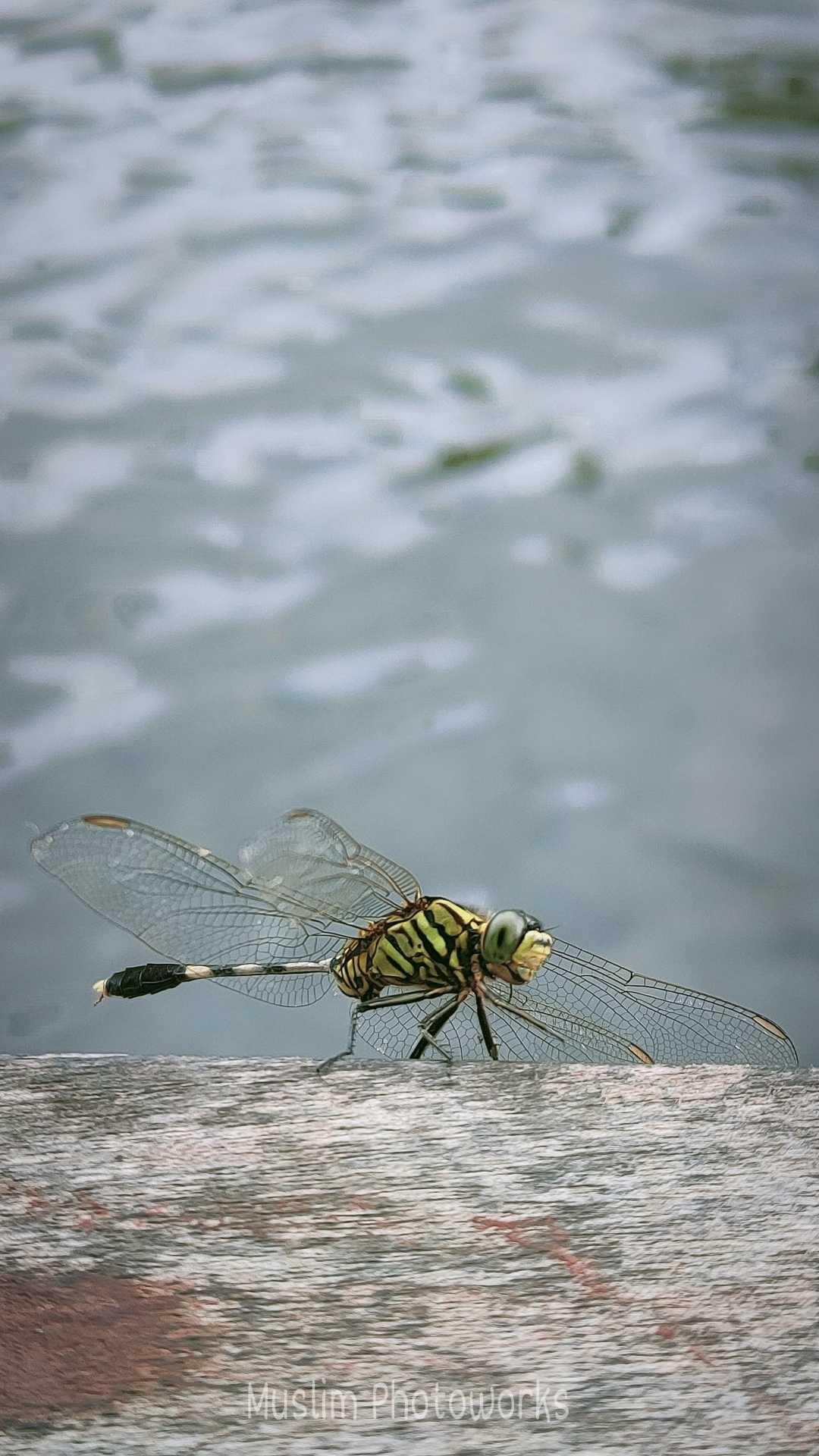 Capung a.k.a. Kinjeng