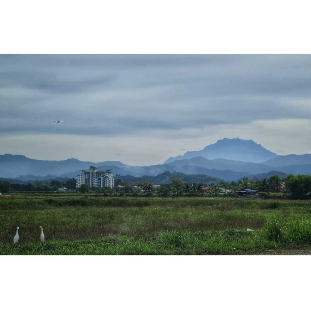 Penampang Padi Fields