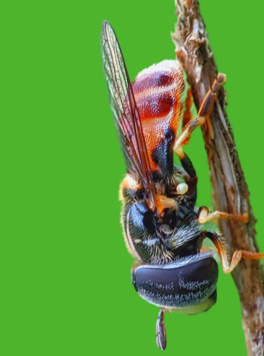 macro