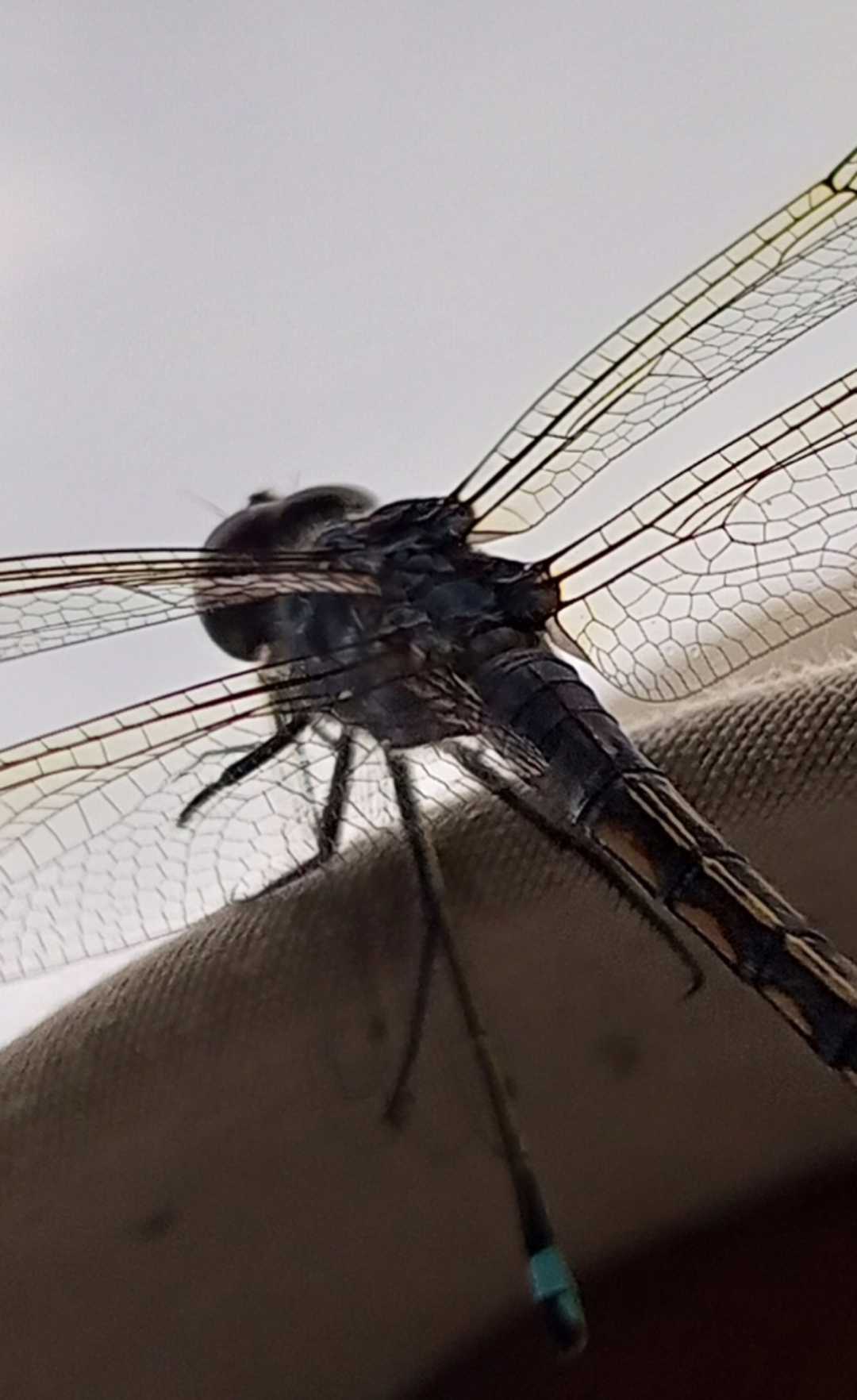 On my hat 