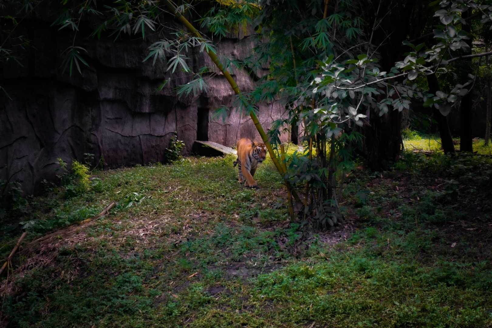 Entry🐯