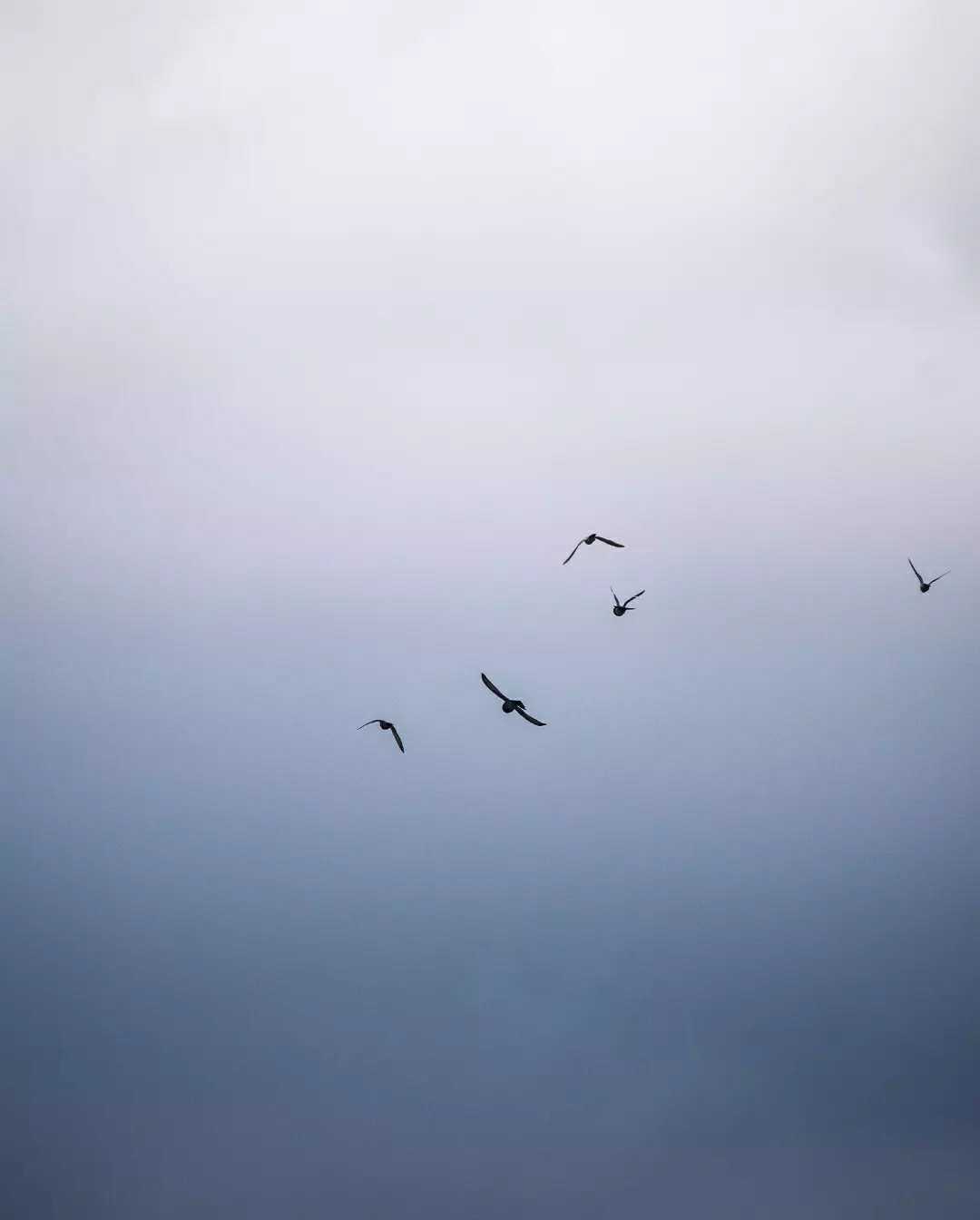 Aves de ciudad