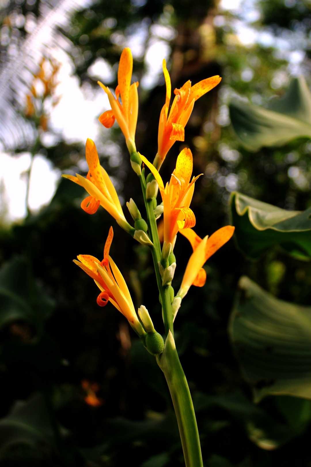 tanaman ganyong