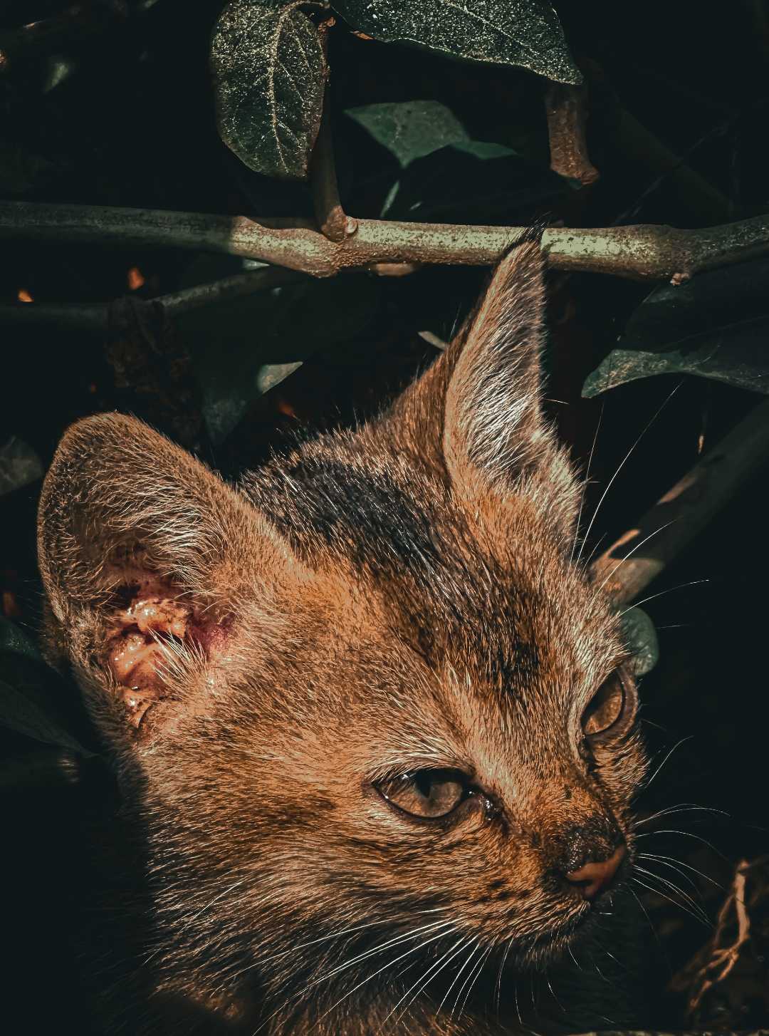 🐱😇