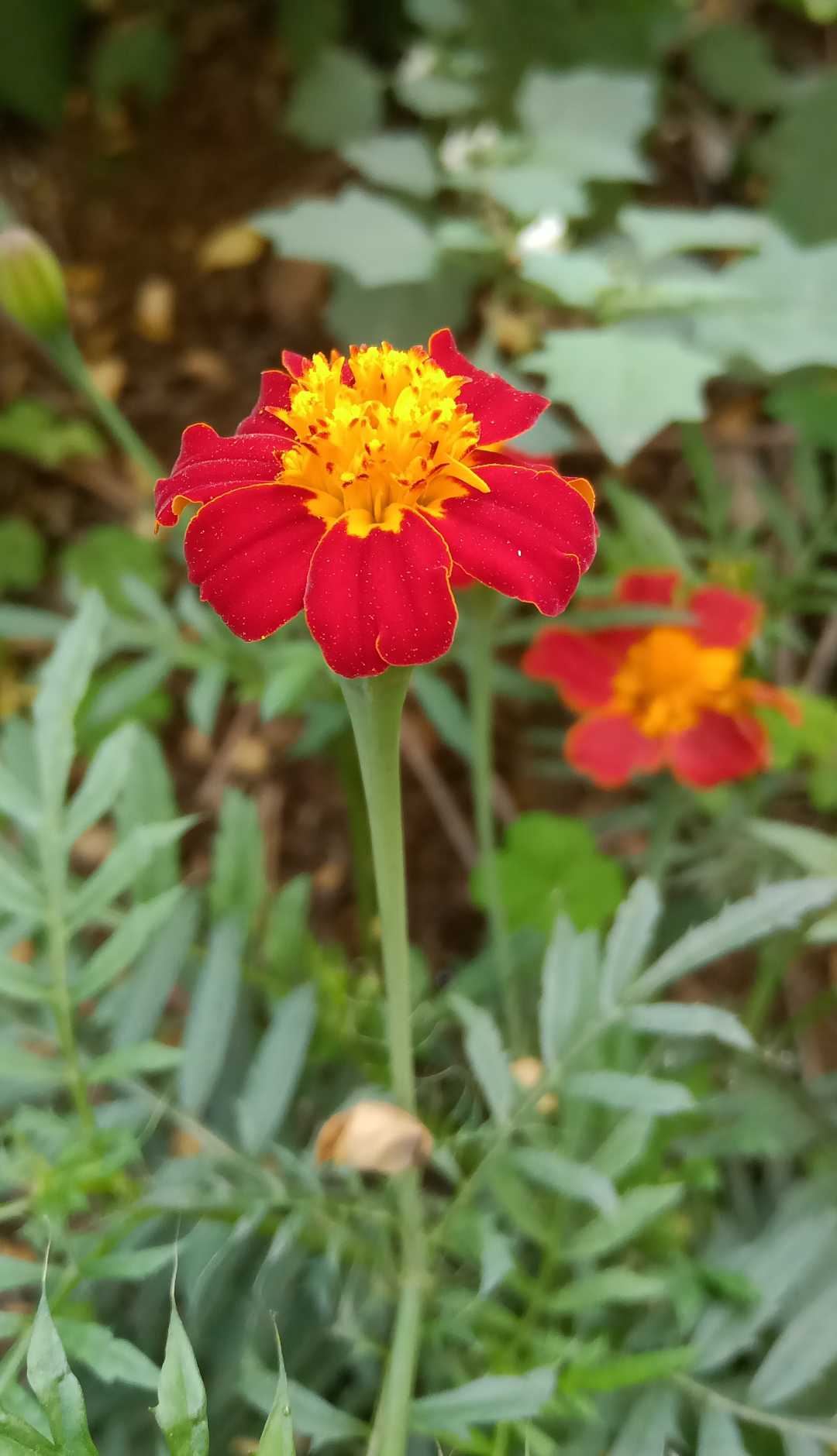 Tagetes erecta - Marigold🧡💛