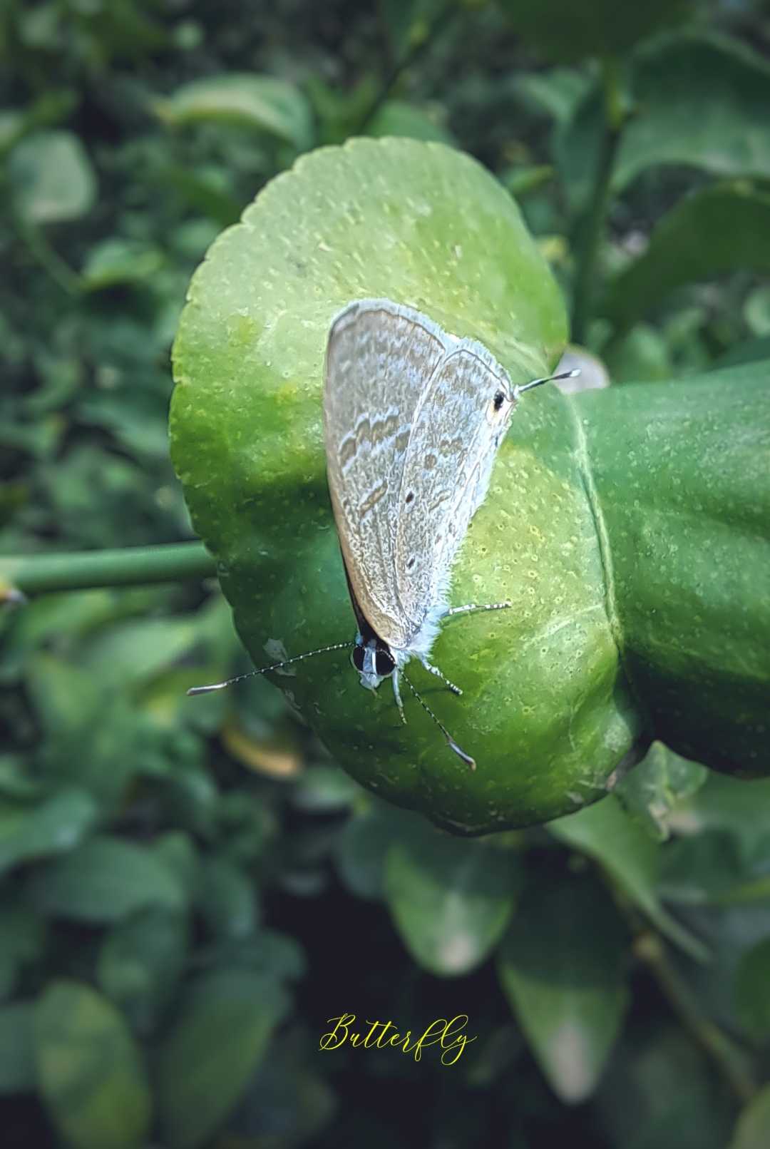 Butterfly 
