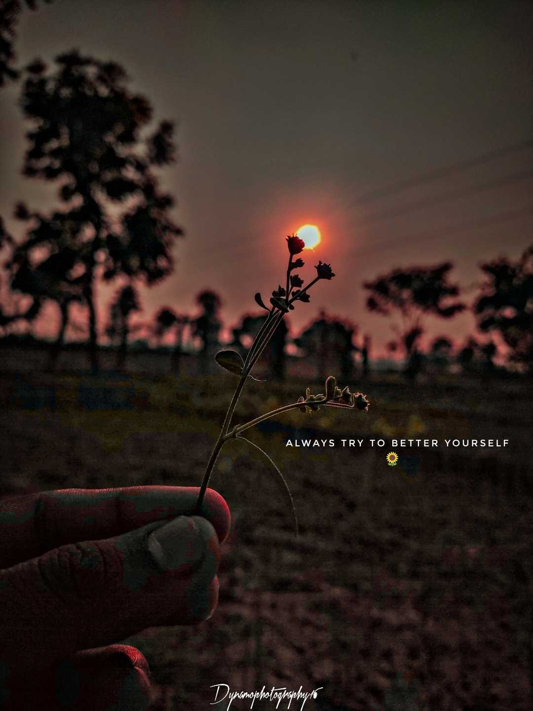Sunset Vibes 🌾🌇