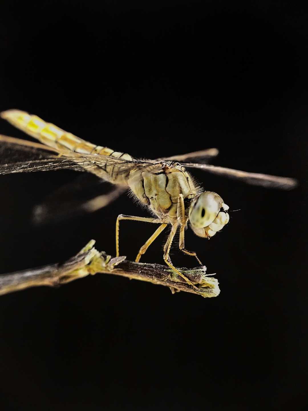 Dragonfly