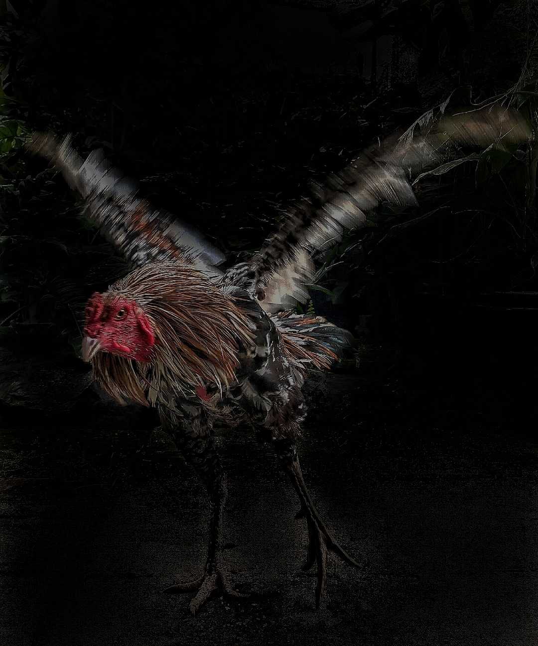 Ayam Bangkok