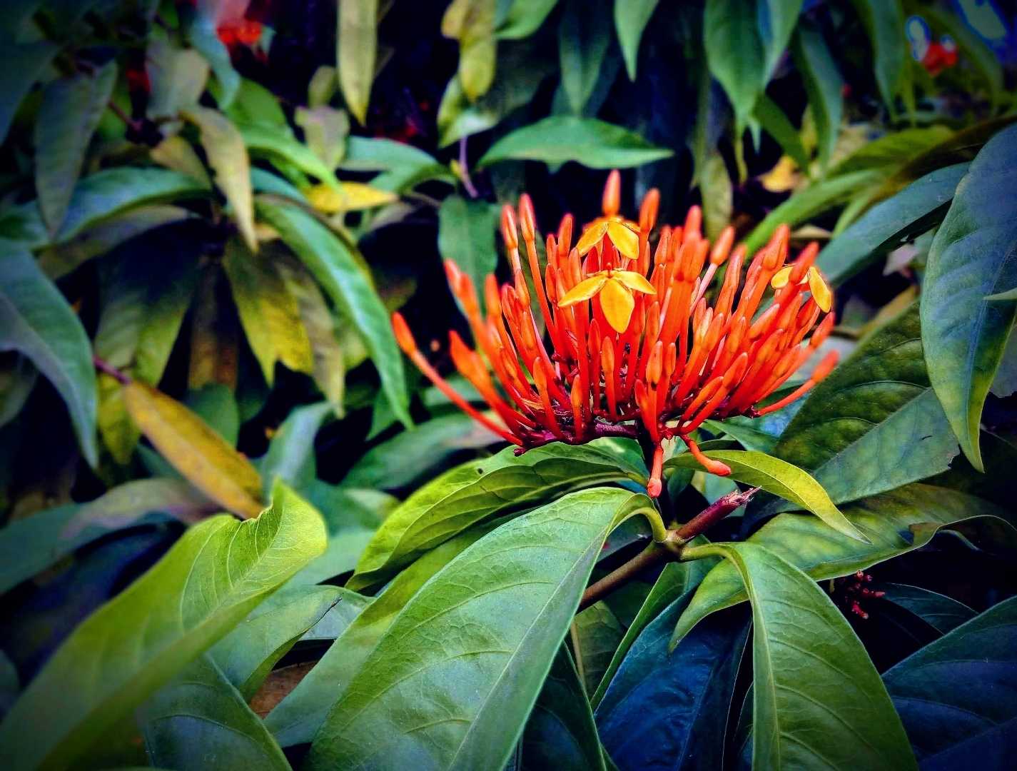 West Indian Jasmine 🏵️