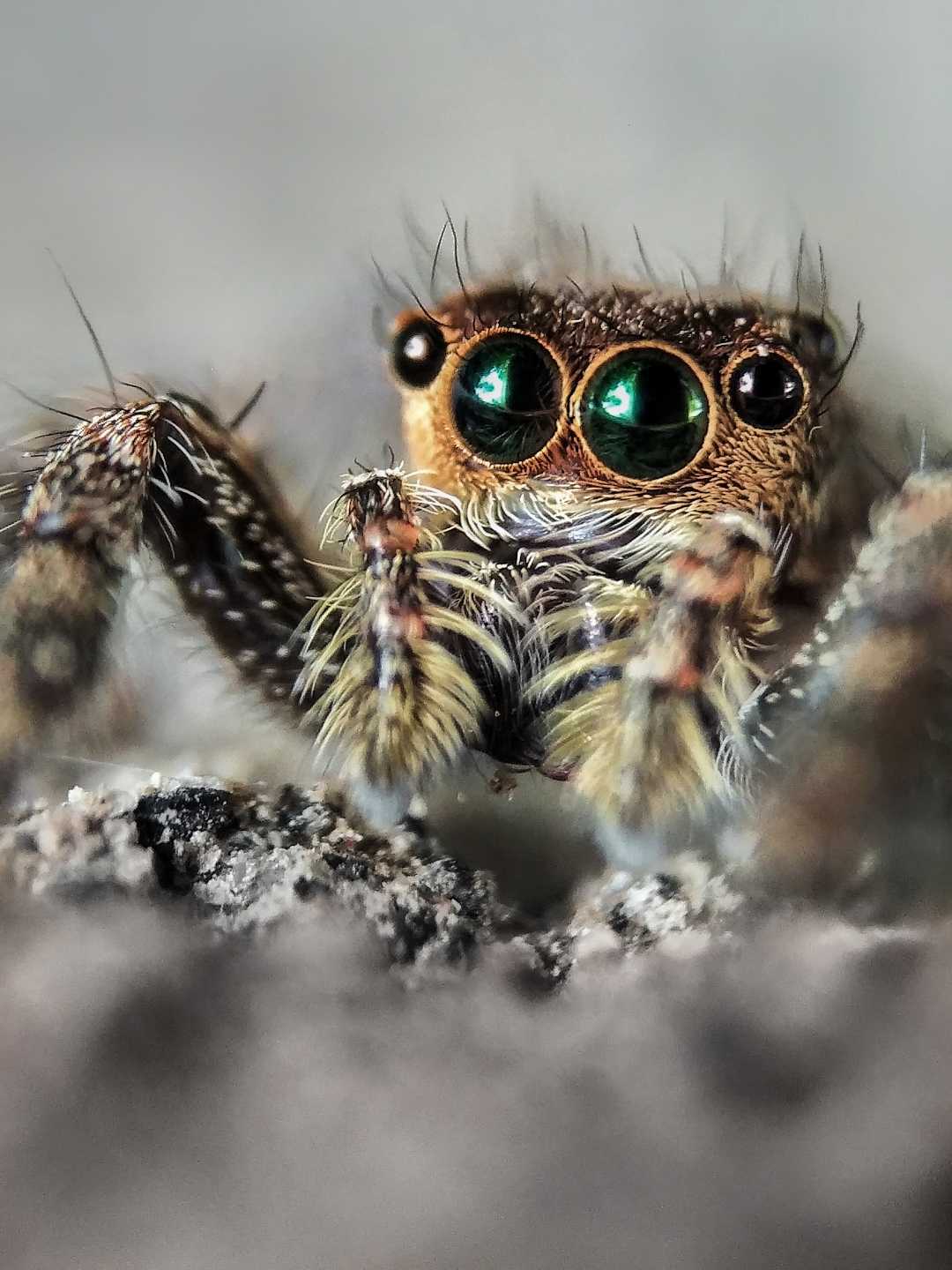 Spider Jumper 