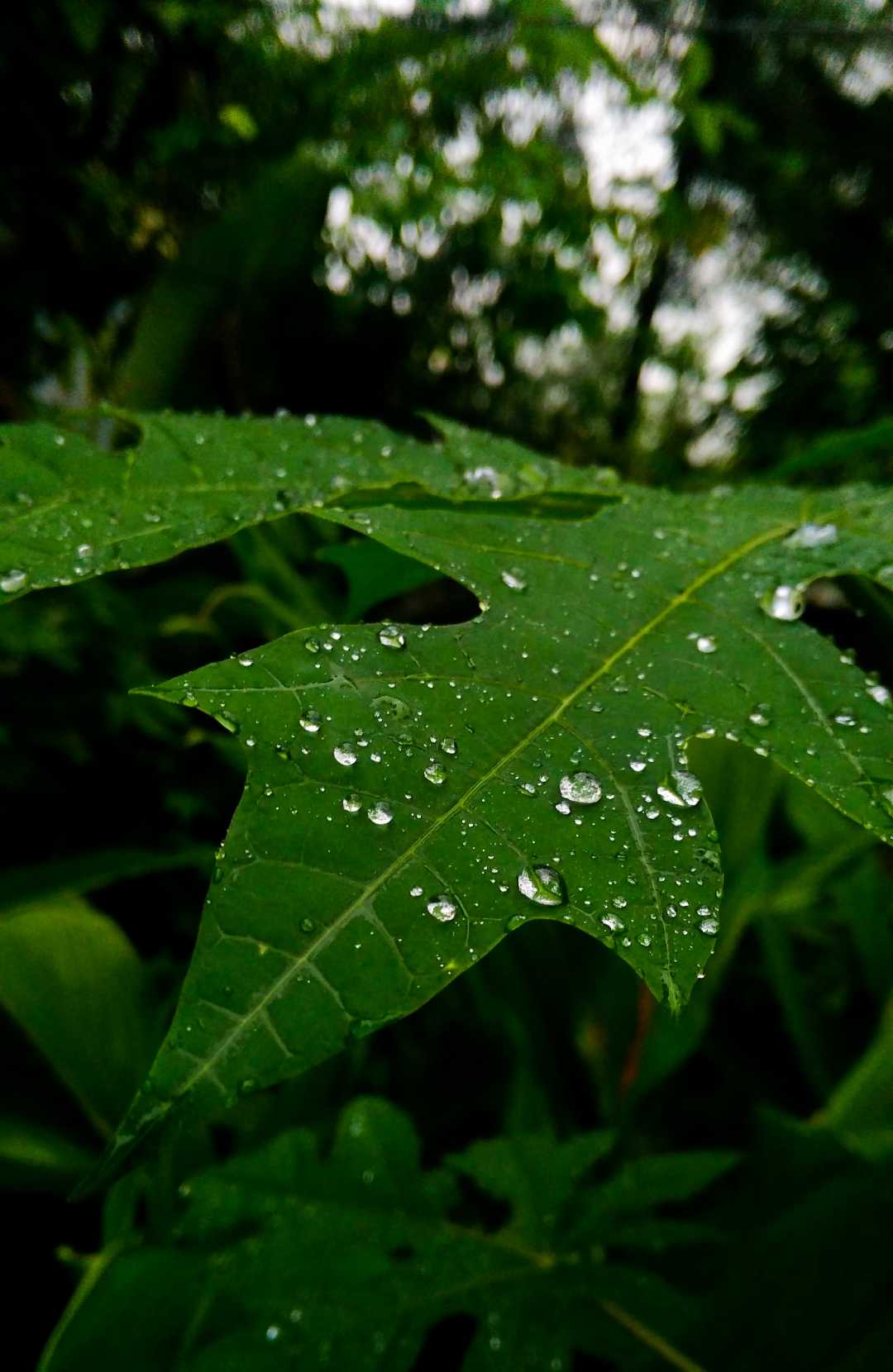 Droplets of grace · 