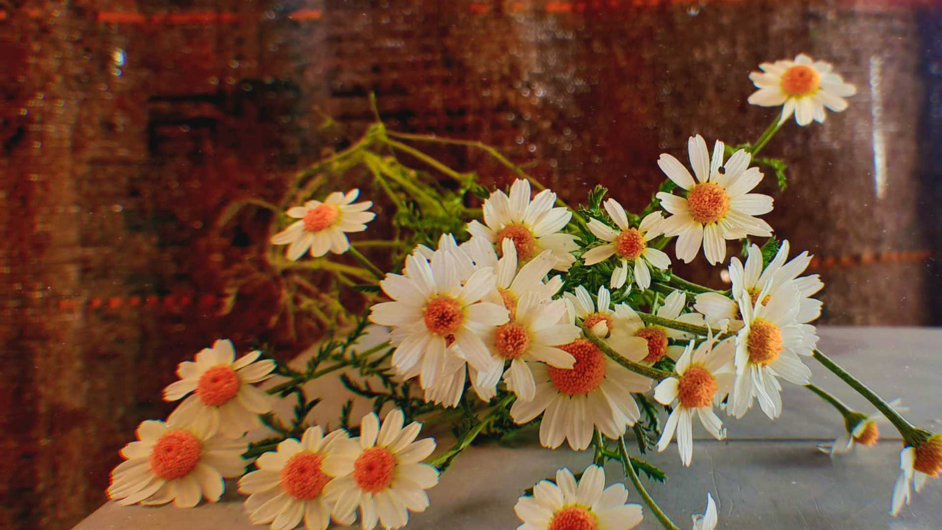 Daisy