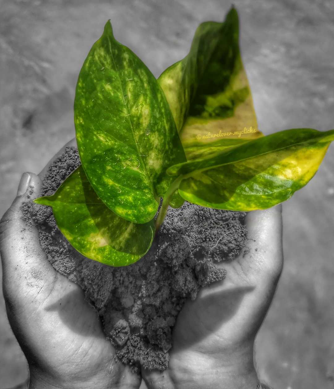 " On a Way to Plant Trees 🌱 to make Our Earth🌍 Green💚"