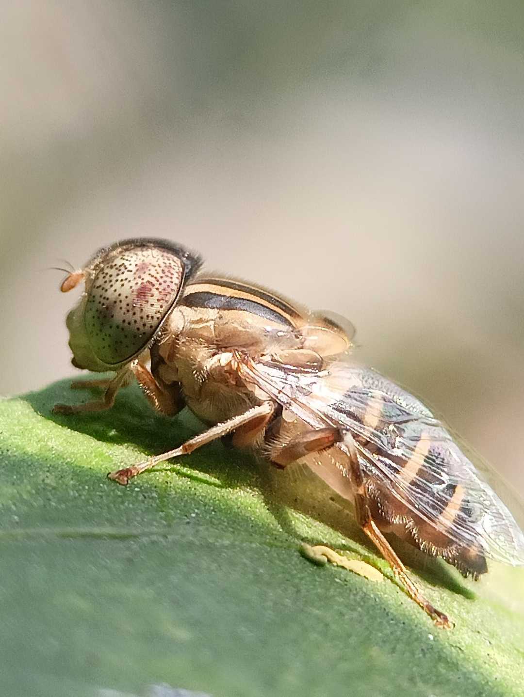hey 