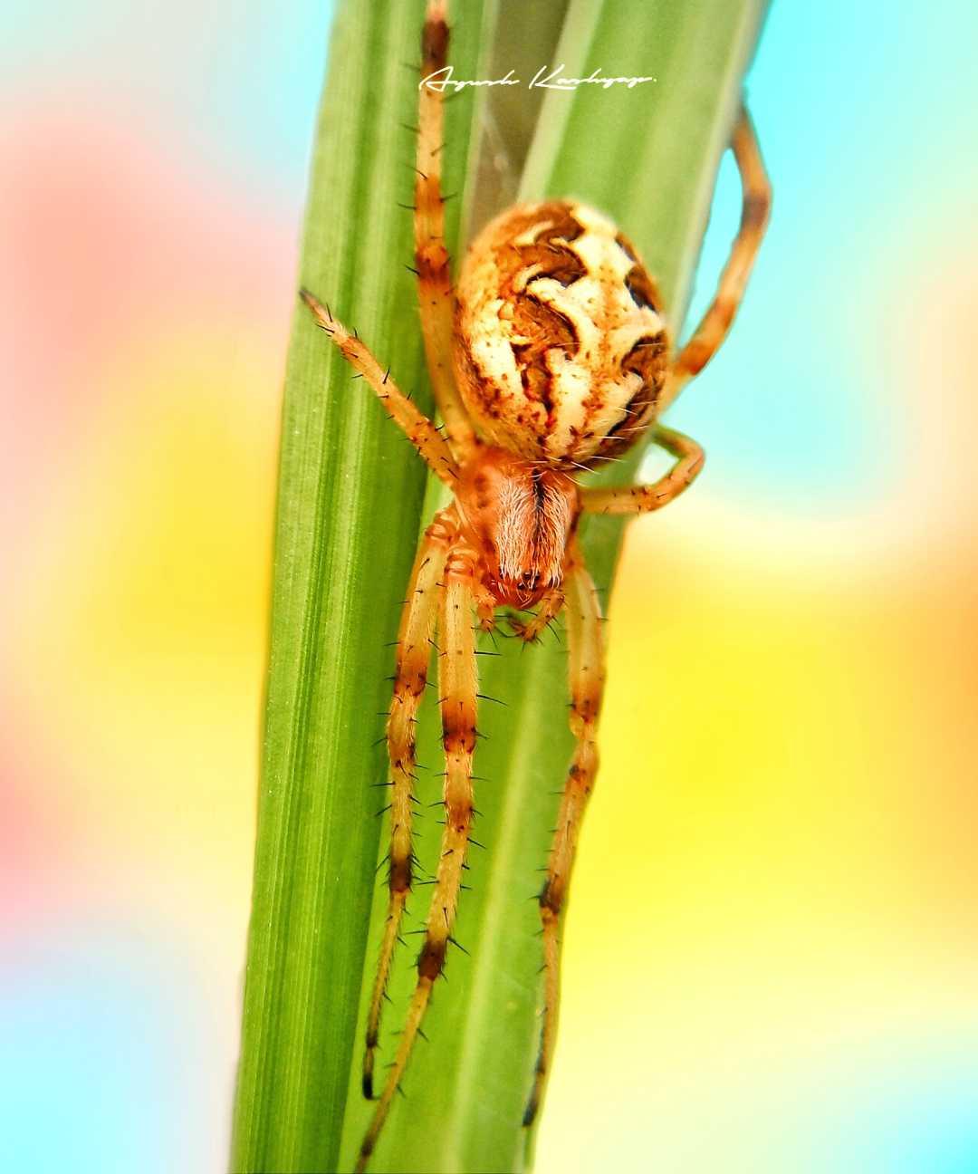 A weaver