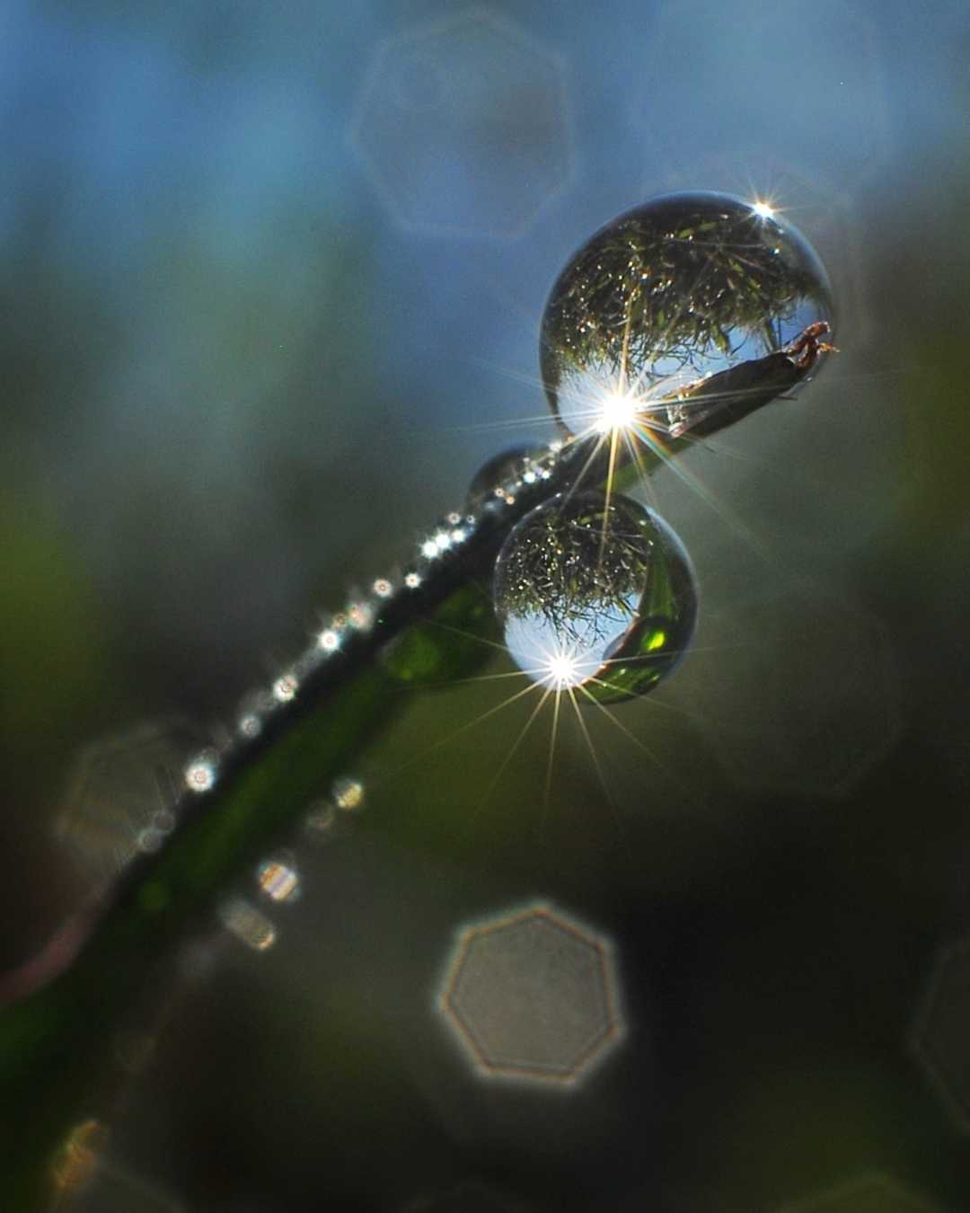 Nature Dew