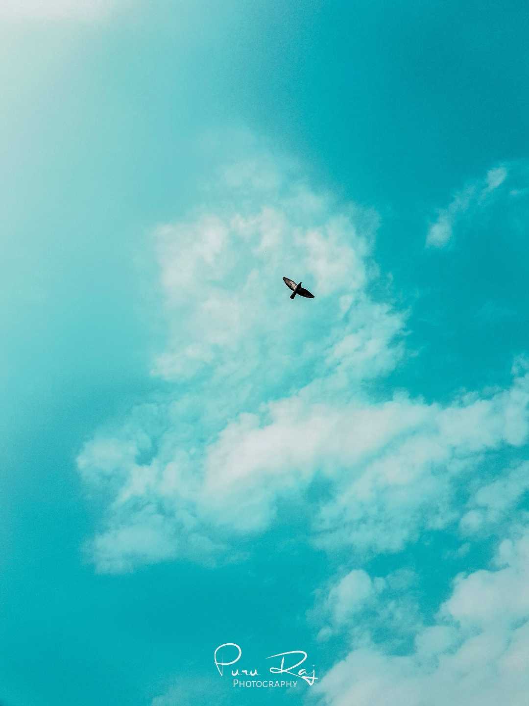 Bird At the Sky 