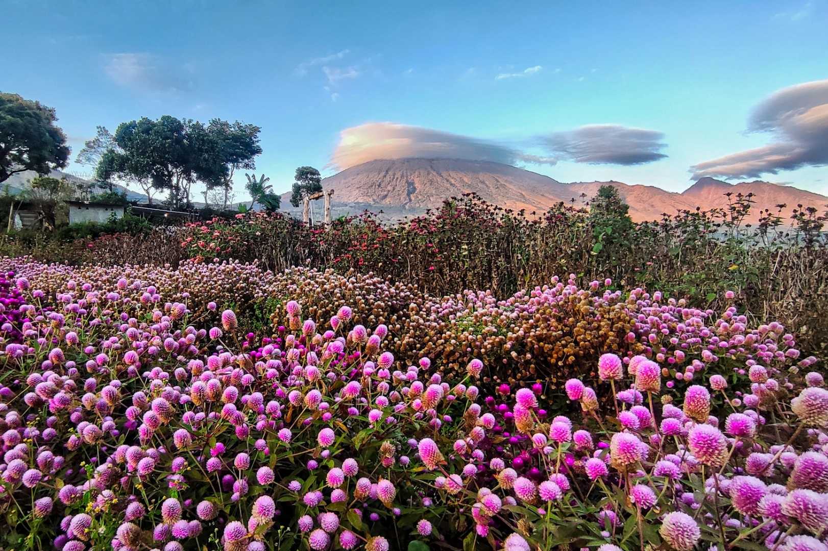 Taman bunga arum rinjani