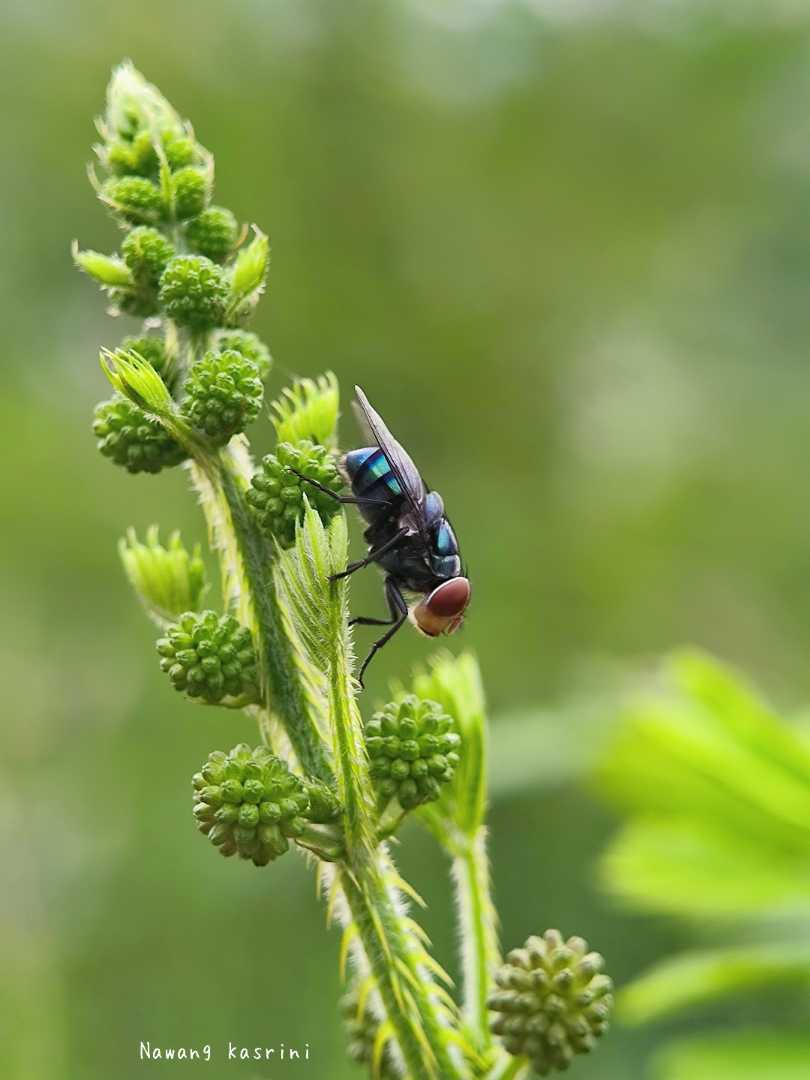 Fly