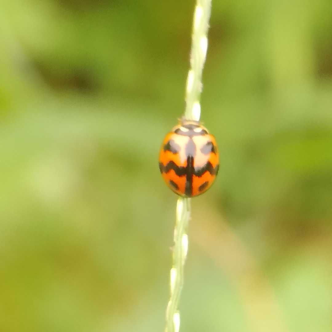 Cheilomenes