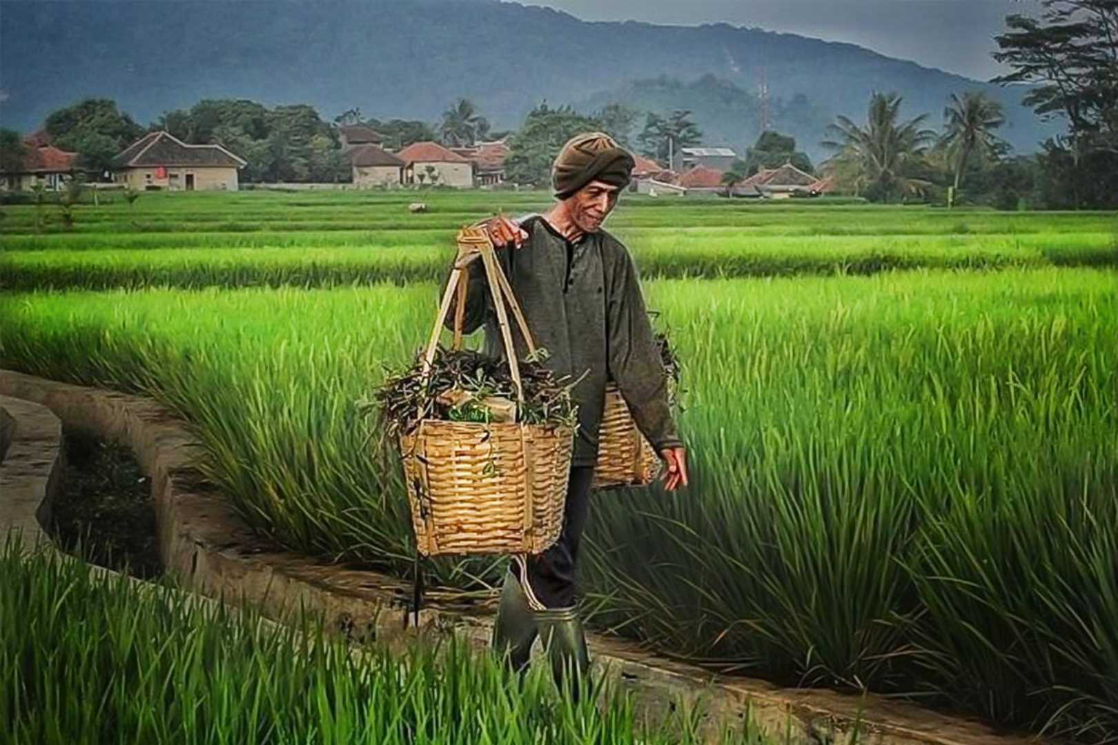 Sang Petani
