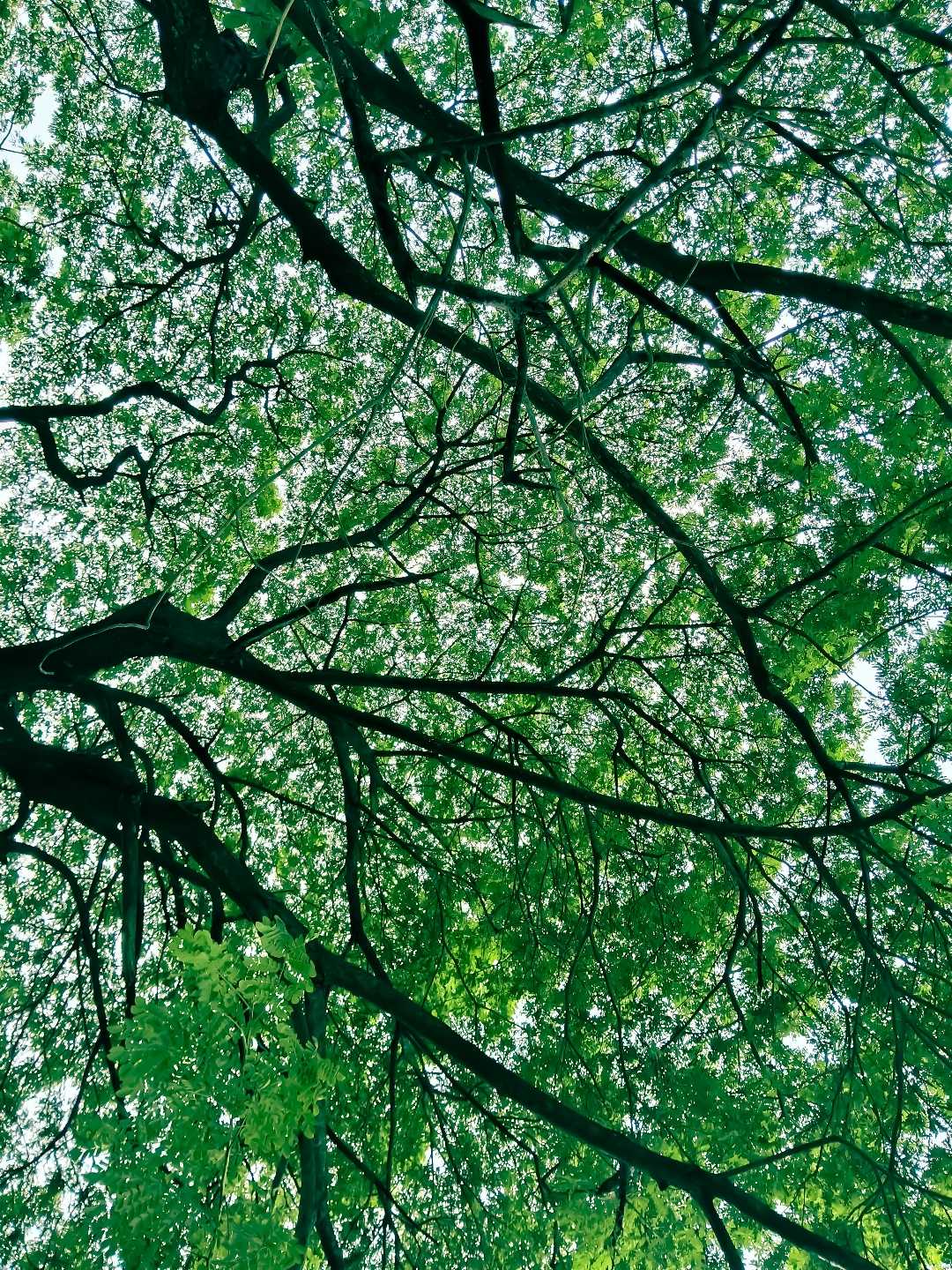 greeny